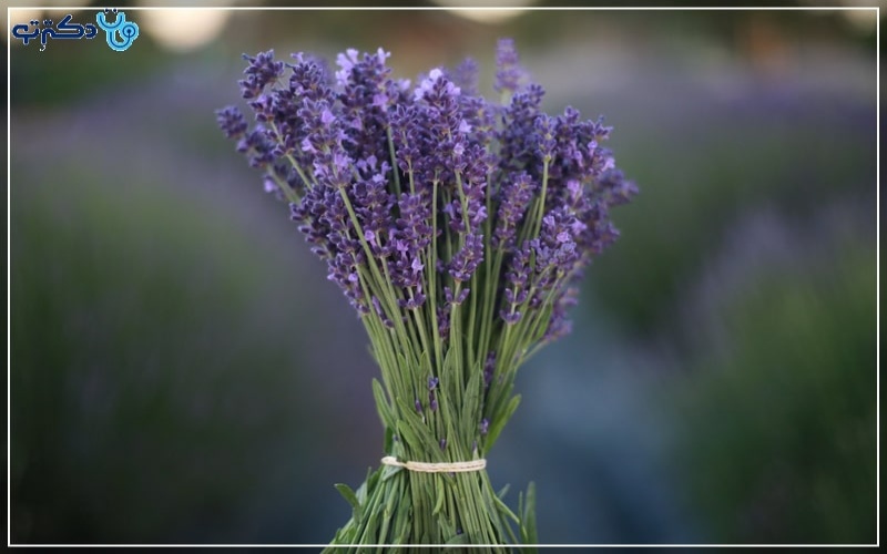 فواید اسطوخودوس