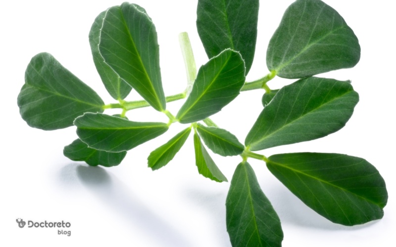 سبزی شنبلیله چه شکلی است؟