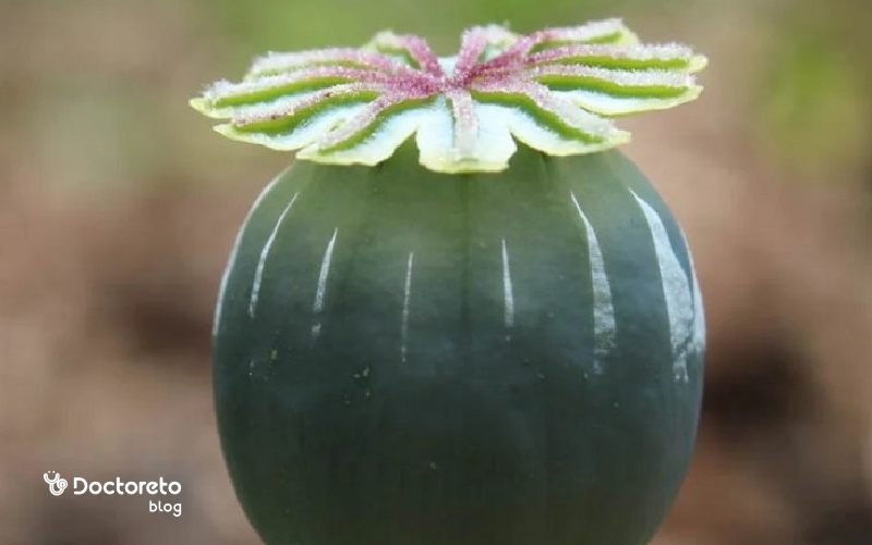 گیاه خشخاش؛ موارد مصرف و خواص تخم خشخاش