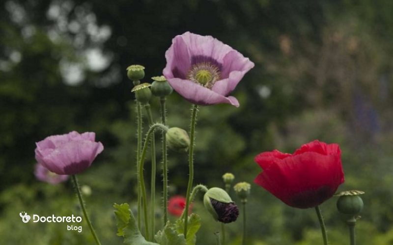 جوانه و گیاه خشخاش چه شکلی است؟