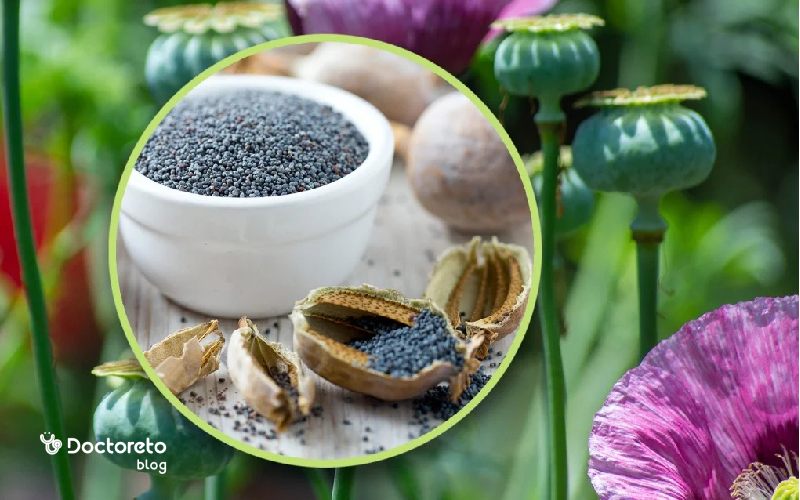 عکس تخم خشخاش