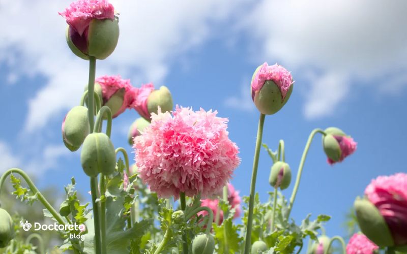 عوارض خشخاش چیست؟