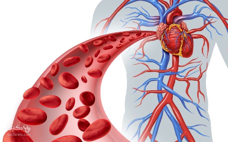 مهم‌ ترین سرخرگ‌ های بدن شامل کدام شریان‌ ها می‌ شوند؟