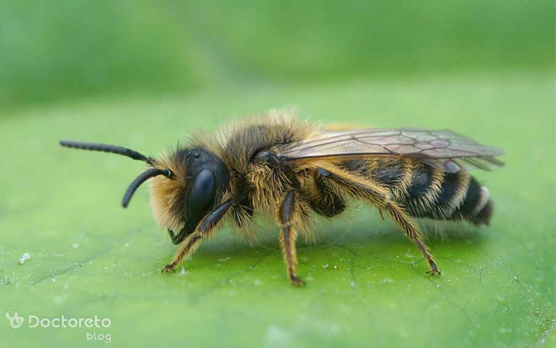 درمان‌های ساده و در دسترس زیادی برای نیش زنبور وجود دارد.