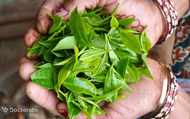 چای سبز برای تقویت سیستم ایمنی بدن مفید است.
