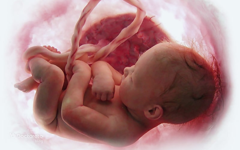 رشد جنین در 3 ماهه دوم بارداری