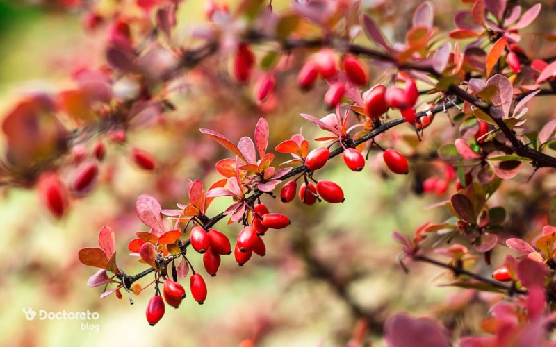 مصرف زرشک برای کودکان مناسب است؟