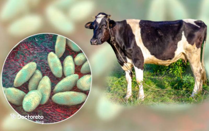 آیا تب مالت کشنده است؟