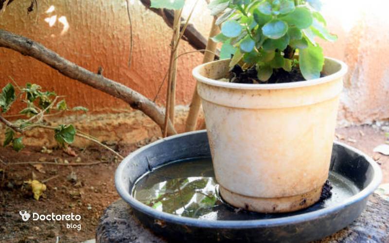 راه های مقابله با پشه آئدس