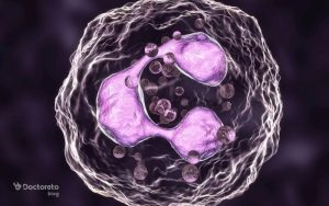 neutrophils در آزمایش خون چیست؟ میزان بالا و پایین نوتروفیل نشانه چیست؟