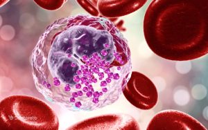 بازوفیل (Basophils) در آزمایش خون چیست؟ سطح بالا، پایین و نرمال بازوفیل در آزمایش خون