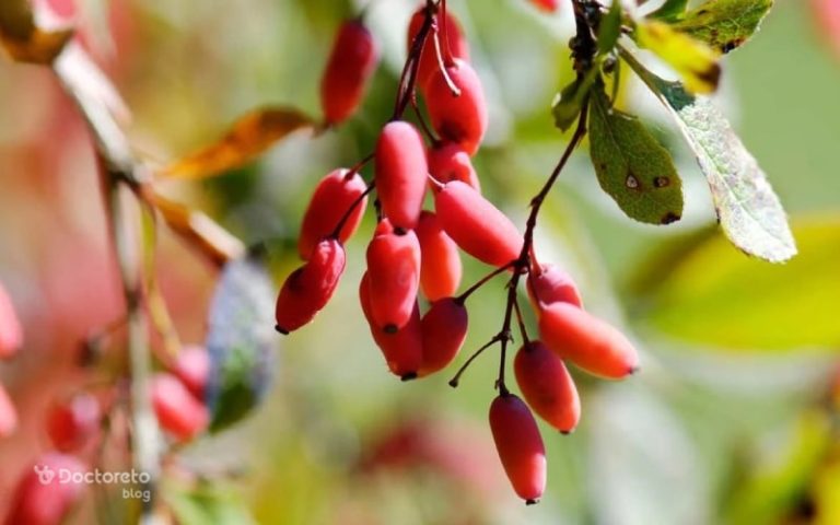 آب زرشک برای کبد چرب