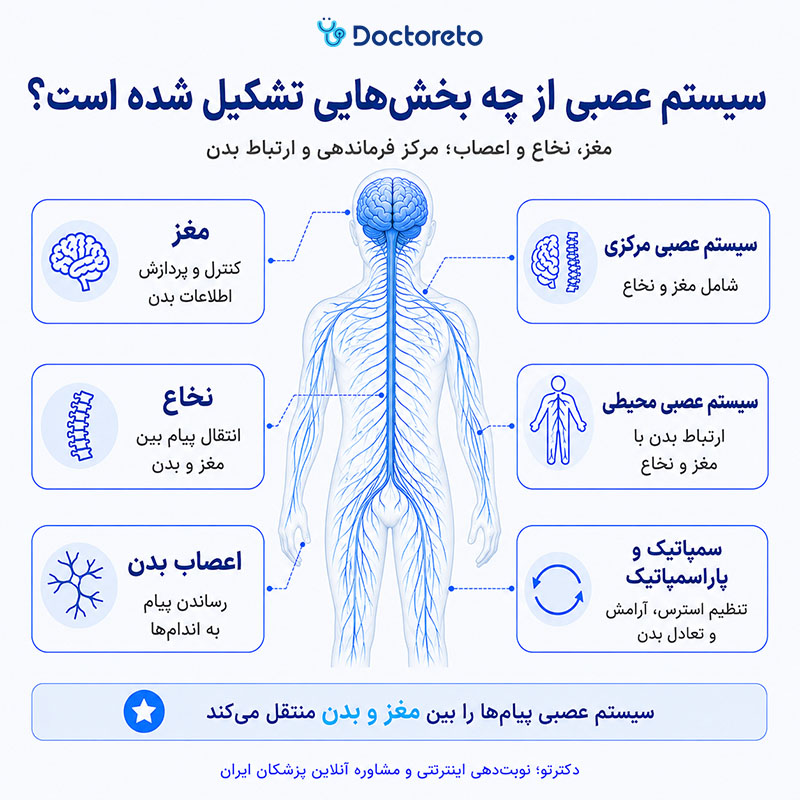 اینفوگرافیک سیستم عصبی چیست؟