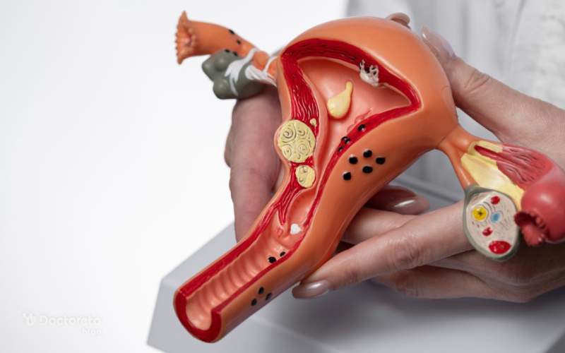 فولیکول در بدن زن چه نقشی دارد؟