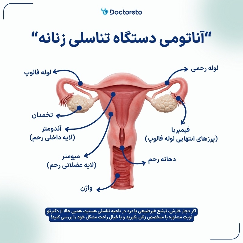 اینفوگرافی دستگاه تناسلی زن
