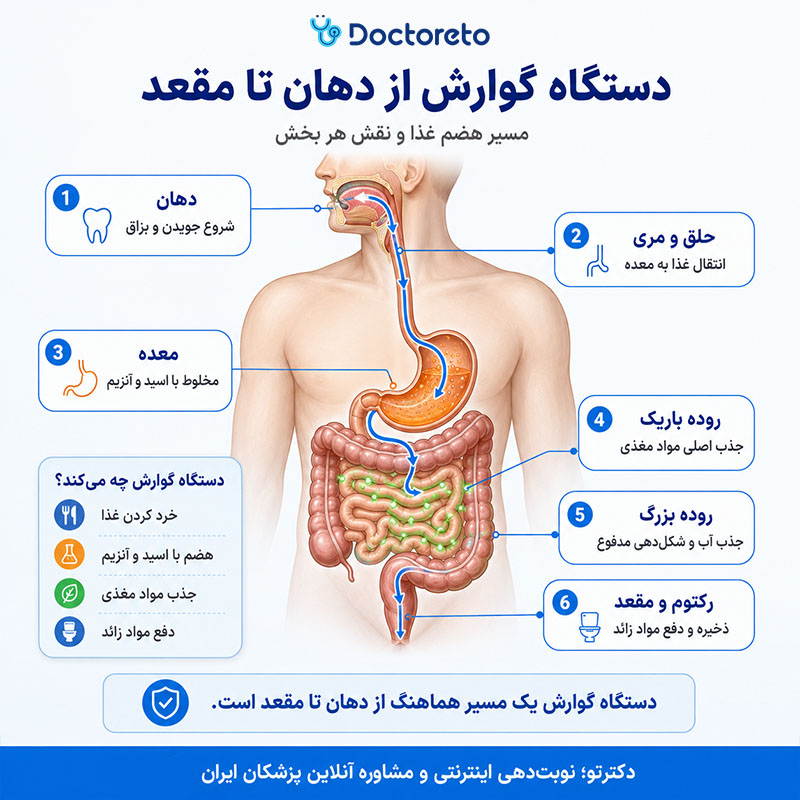 اینفوگرافی دستگاه گوارش