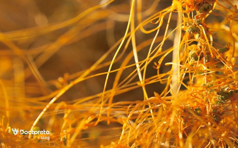 خواص افتیمون برای مغز چیست؟