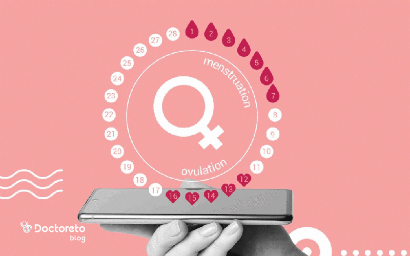 دوره باروری در زنان شامل چند مرحله است؟