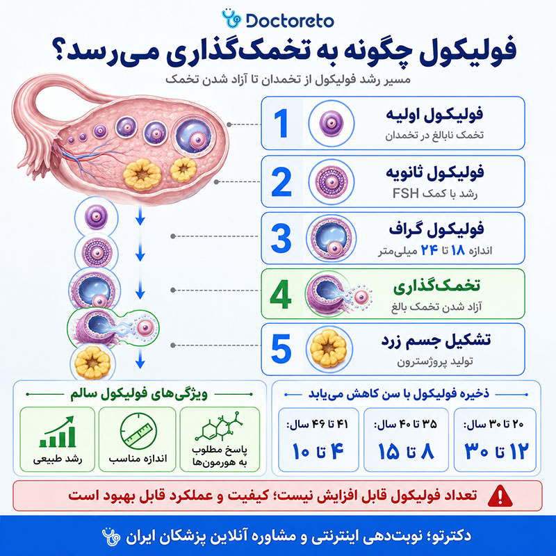 اینفوگرافی فولیکول چیست