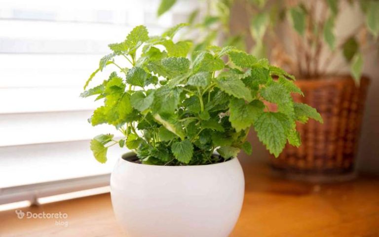 بادرنجبویه از کاربرد دارویی تا عوارض جانبی آن