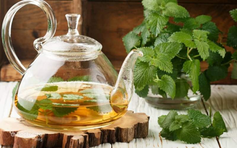 بادرنجبویه چیست و از کجا می آید؟
