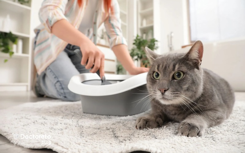 چگونه از انتقال توکسوپلاسموز گربه به انسان پیشگیری کنیم؟